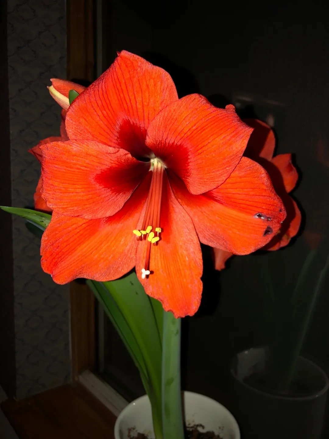 Dark Orange Amaryllis Flower Seeds for Planting – Heirloom, Non-GMO, High Germination Garden Seeds