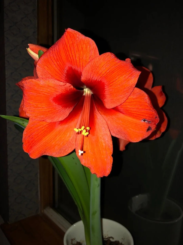 Dark Orange Amaryllis Flower Seeds for Planting – Heirloom, Non-GMO, High Germination Garden Seeds