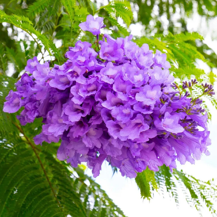 Purple Jacaranda Flower Seeds for Planting – Heirloom, Non-GMO, High Germination Organic Garden Seeds
