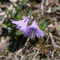 Violet Soldanella Alpina Flower Seeds for Planting – Heirloom, Non-GMO, High Germination Organic Garden Seeds