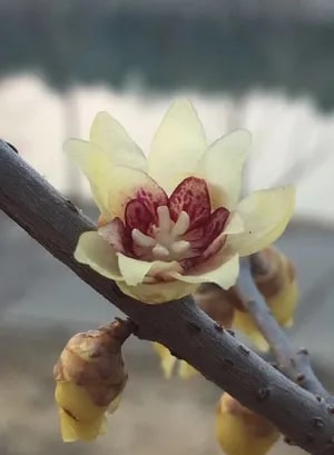 Chimonanthus Flower Seeds for Planting – Compact Growth, Heirloom, Non-GMO Garden Seeds