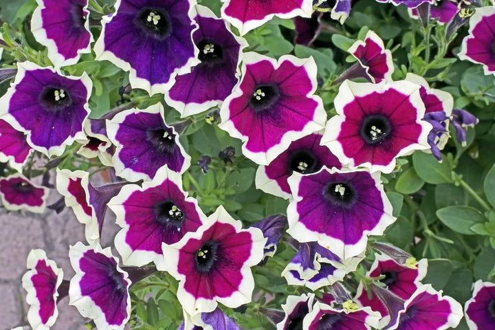 Cascadia Flower Seeds for Planting – Heirloom Non-GMO, High Germination Organic Garden Seeds