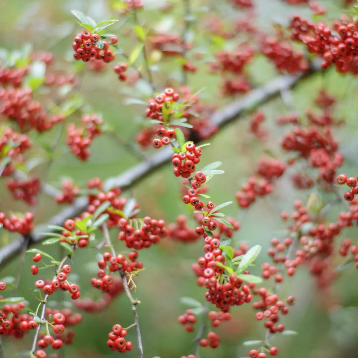 Red Pyracantha Fortuneana Flower Seeds for Planting | Heirloom Non-GMO Organic Garden Seeds