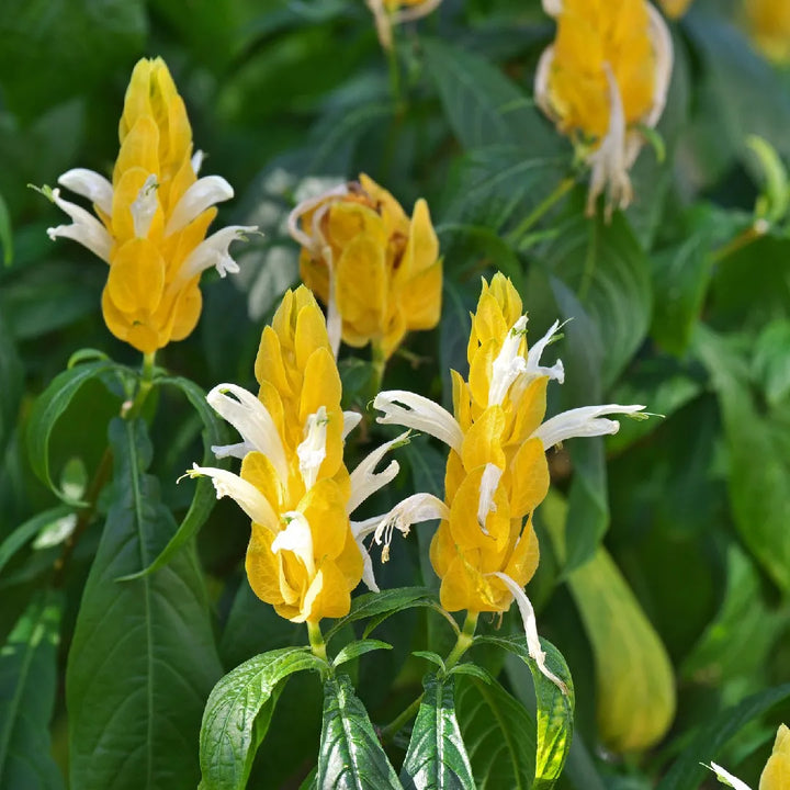 Pachystachys Lutea Flower Seeds for Planting – Heirloom Non-GMO, High Germination Organic Garden Seeds