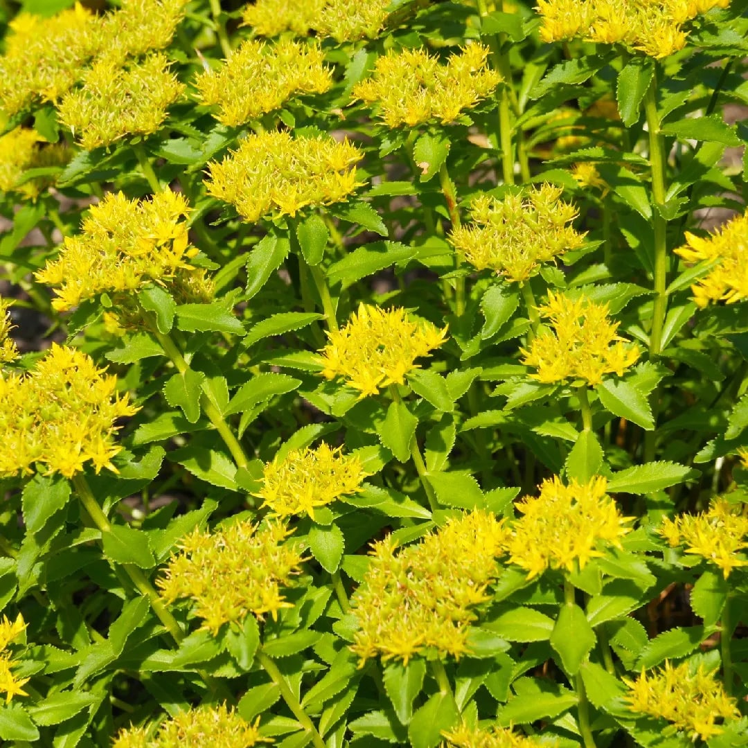 Yellow Aizoon Flower Seeds for Planting – Heirloom Non-GMO, High Germination Organic Garden Seeds