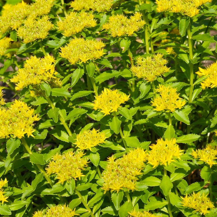 Yellow Aizoon Flower Seeds for Planting – Heirloom Non-GMO, High Germination Organic Garden Seeds