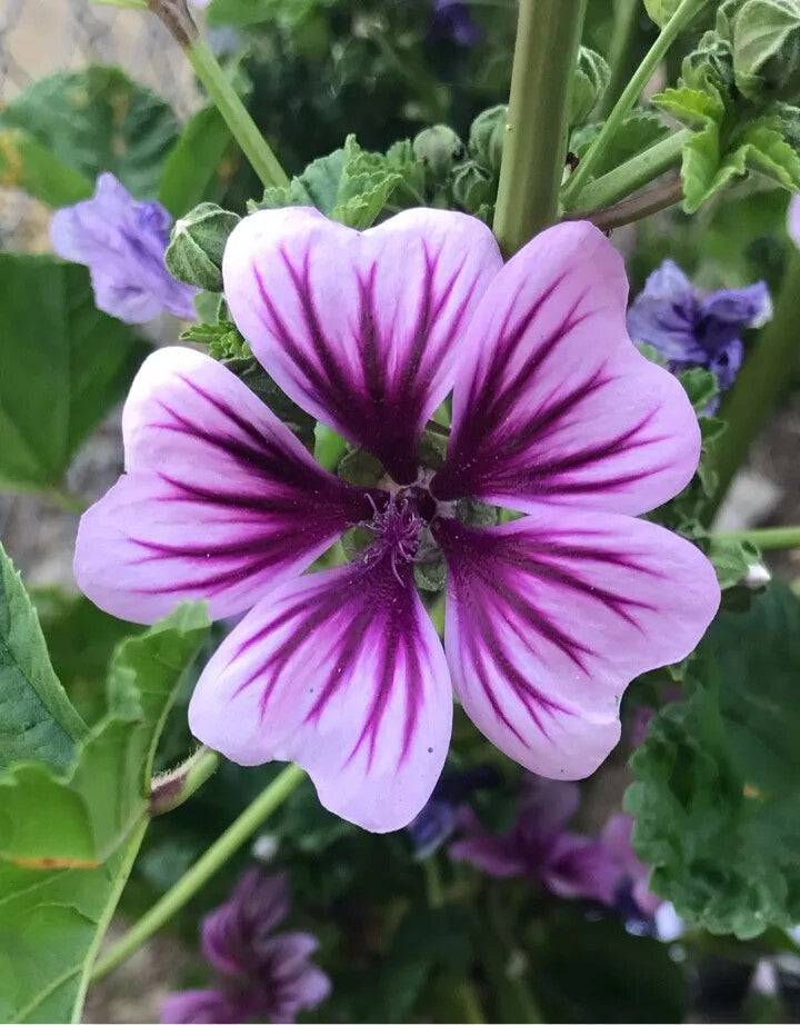 Mallow Flower Seeds for Planting – Heirloom Non-GMO, High Germination Organic Garden Seeds for Borders