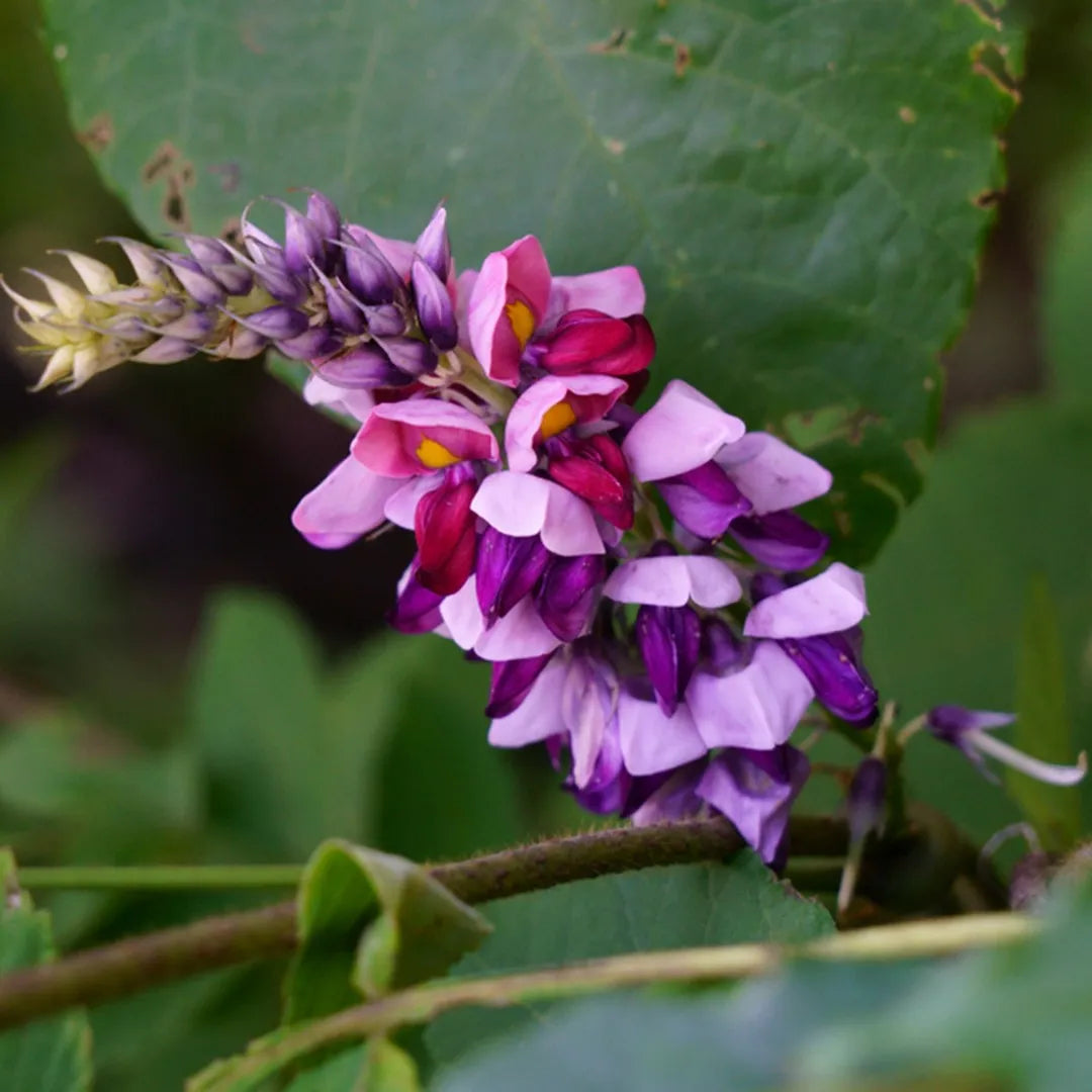 Kudzu Pueraria Lobata Flower Seeds – Easy-Grow Heirloom Non-GMO for Garden Planting