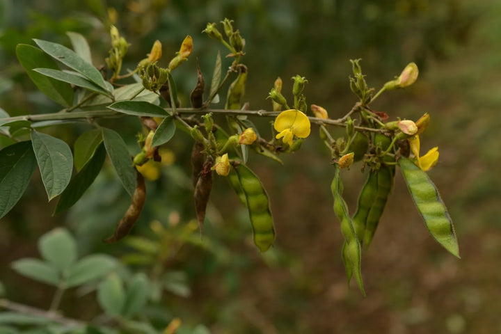 Fruit Seeds,Garden seeds, Seeds For Planting,Plant Seeds