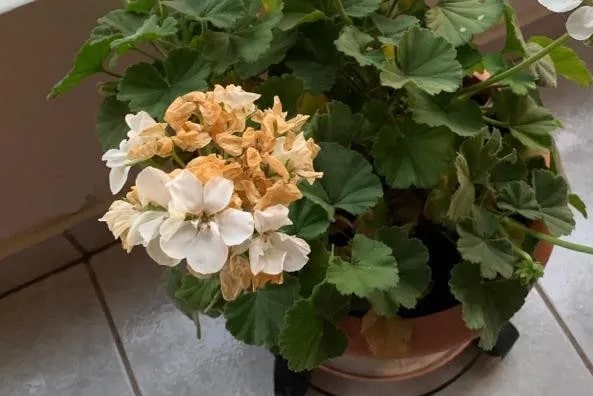 White Brown Pelargonium Flower Seeds for Planting – Heirloom Non-GMO Organic Garden Seeds – Border Blooms, High Germination