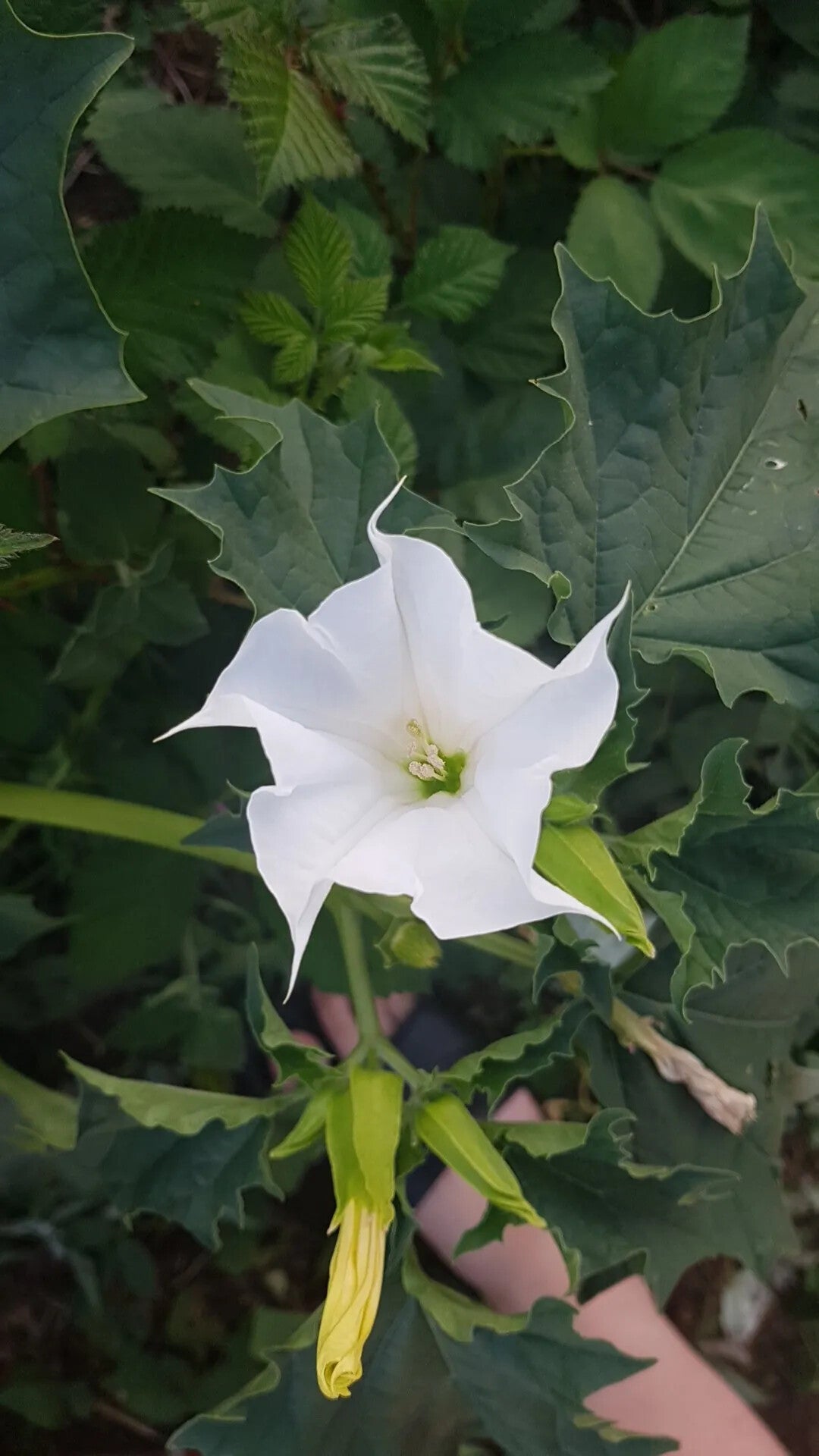 Mix Quercifolia Flower Seeds for Planting – Heirloom Non-GMO, High Germination Organic Garden Seeds