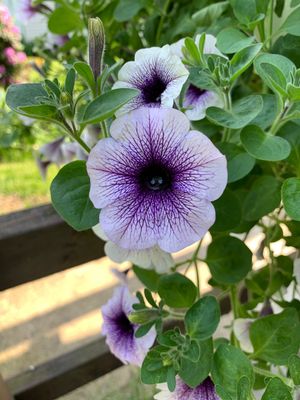 Ice Blue Petunia Flower Seeds for Planting – Heirloom Non-GMO, High Germination Organic Garden Seeds