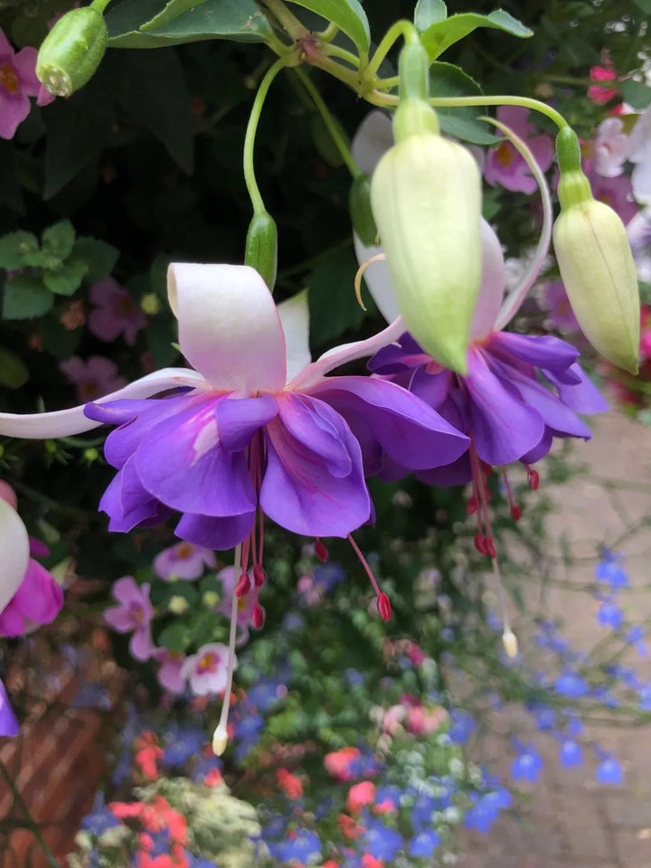 White Purple Fuchsia Hybrida Flower Seeds – Garden Favorite, Heirloom & Non-GMO