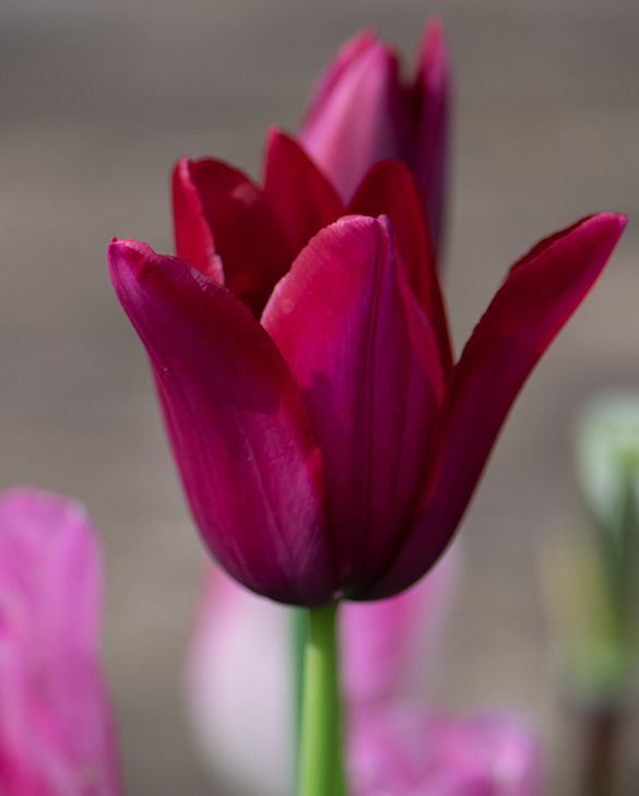 Deep Red Tulip Flower Seeds for Planting – Heirloom, Non-GMO, Bright Blooms, High Germination