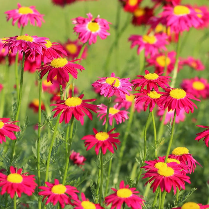 Flower Seeds, Seeds,Seeds For Planting,Plant Seeds