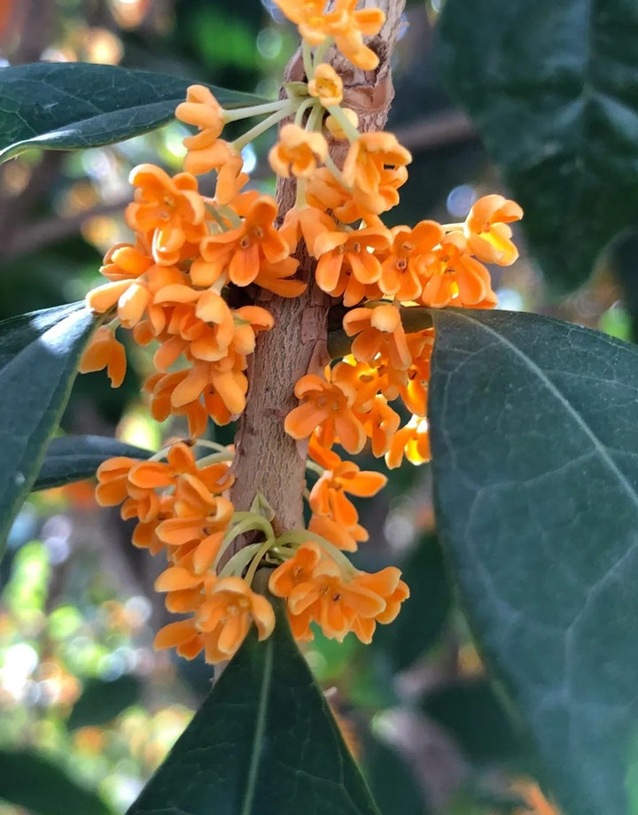 Osmanthus Fragrans Flower Seeds for Planting | Heirloom Non-GMO Organic Garden Seeds