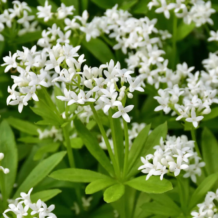 Flower Seeds, Seeds,Seeds For Planting,Plant Seeds
