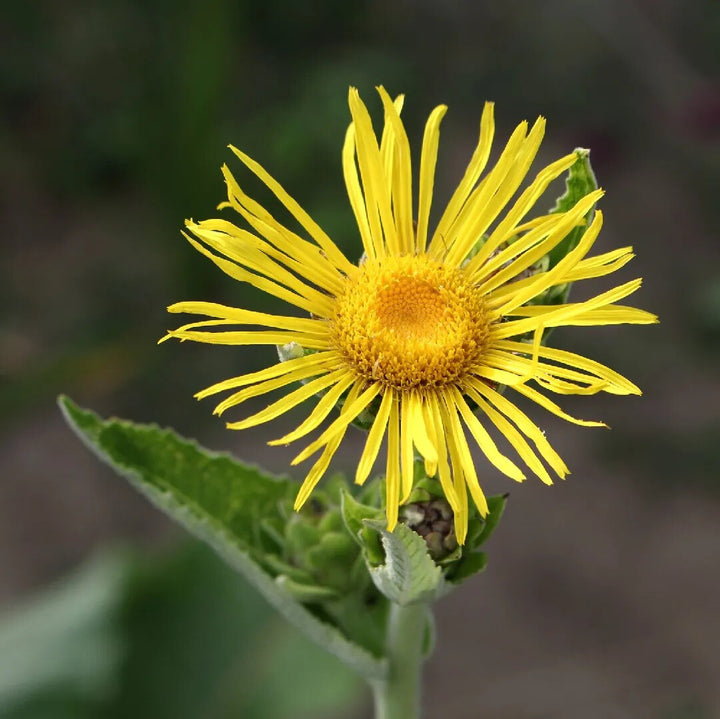Enula Asteraceae Flower Seeds for Planting – Heirloom Non-GMO, High Germination Organic Garden Seeds