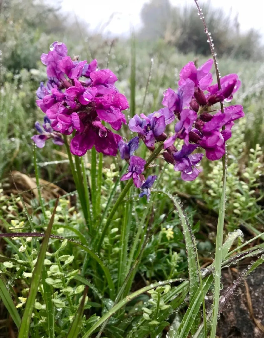 Flower Seeds, Seeds,Seeds For Planting,Plant Seeds