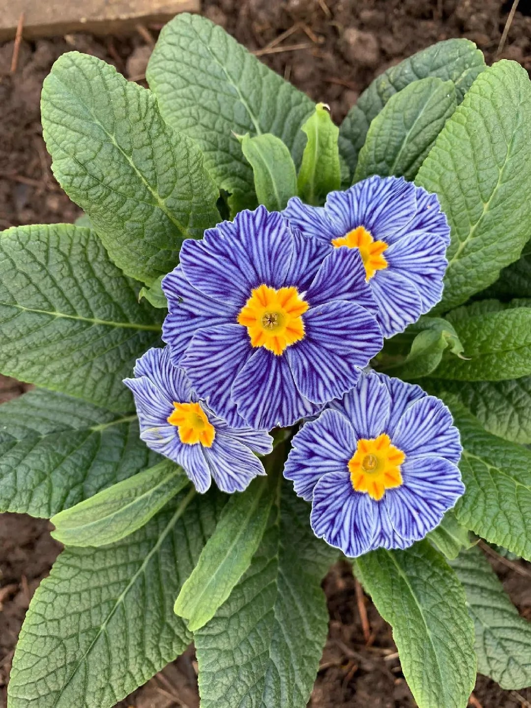 Blue Primula Flower Seeds for Planting – Sun Loving, Heirloom, Non-GMO, High Germination Organic Garden Seeds