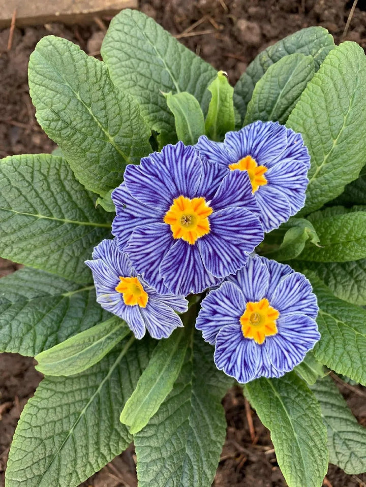 Blue Primula Flower Seeds for Planting – Sun Loving, Heirloom, Non-GMO, High Germination Organic Garden Seeds