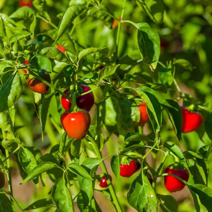 Red Cherry Sweet Pepper Seeds for Planting – Heirloom, Non-GMO, Mild Pepper Garden Seeds – High Germination