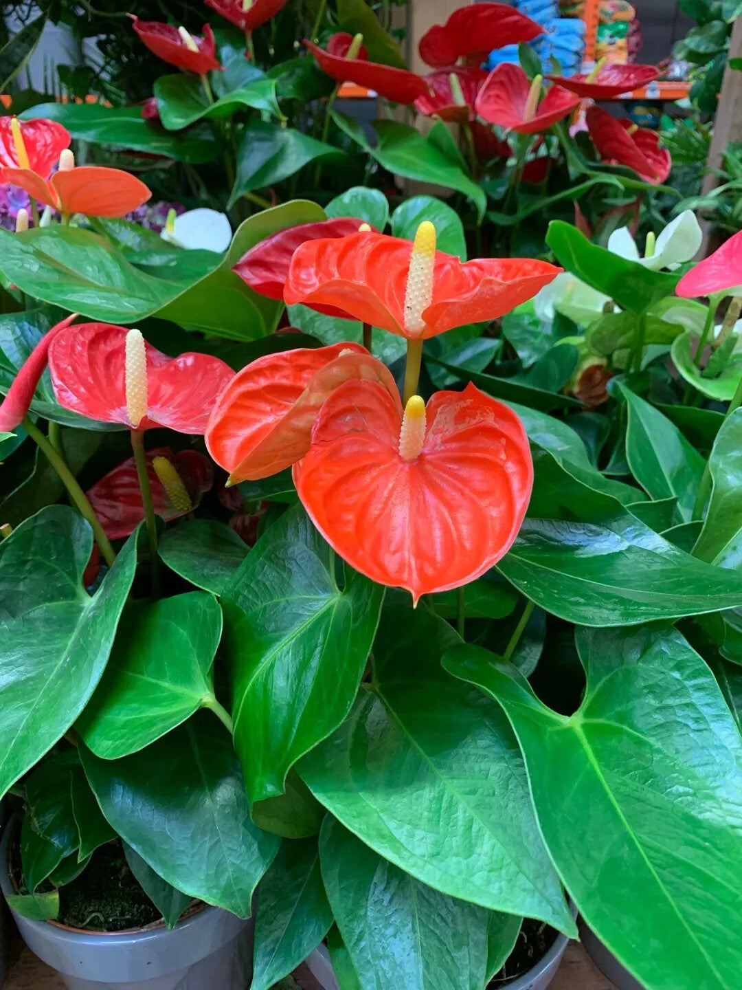 Anthurium Andraeanum Seeds | Heirloom Non-GMO Flower Seeds for Planting