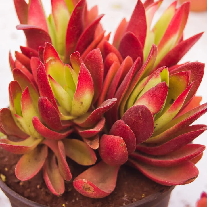 Red Pagoda Flower Seeds for Planting – Heirloom Non-GMO Organic Garden Seeds, High Germination