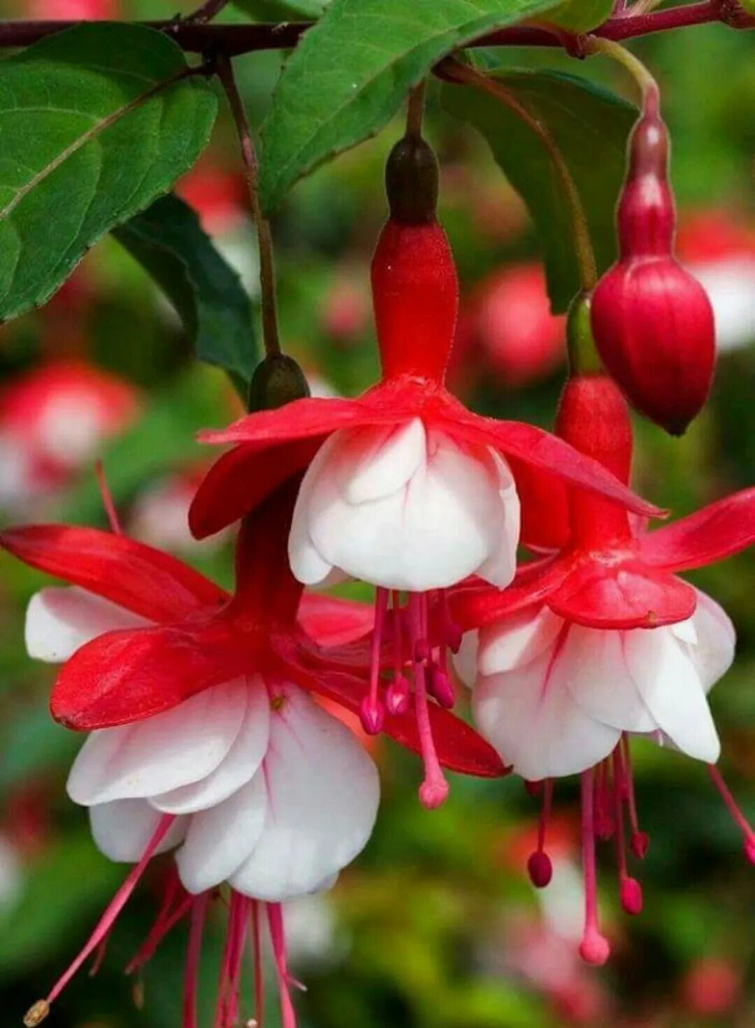Red White Fuchsia Flower Seeds for Planting – Heirloom Non-GMO, High Germination Organic Garden Seeds