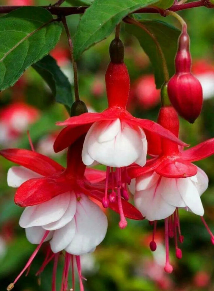 Red White Fuchsia Flower Seeds for Planting – Heirloom Non-GMO, High Germination Organic Garden Seeds