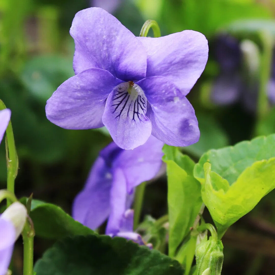 Violet Flower Seeds for Planting – Premium Heirloom Non-GMO, High Germination Organic Garden Seeds