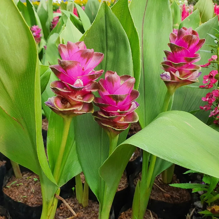 Siam Tulip Flower Seeds for Planting – Heirloom Non-GMO, High Germination Organic Garden Seeds