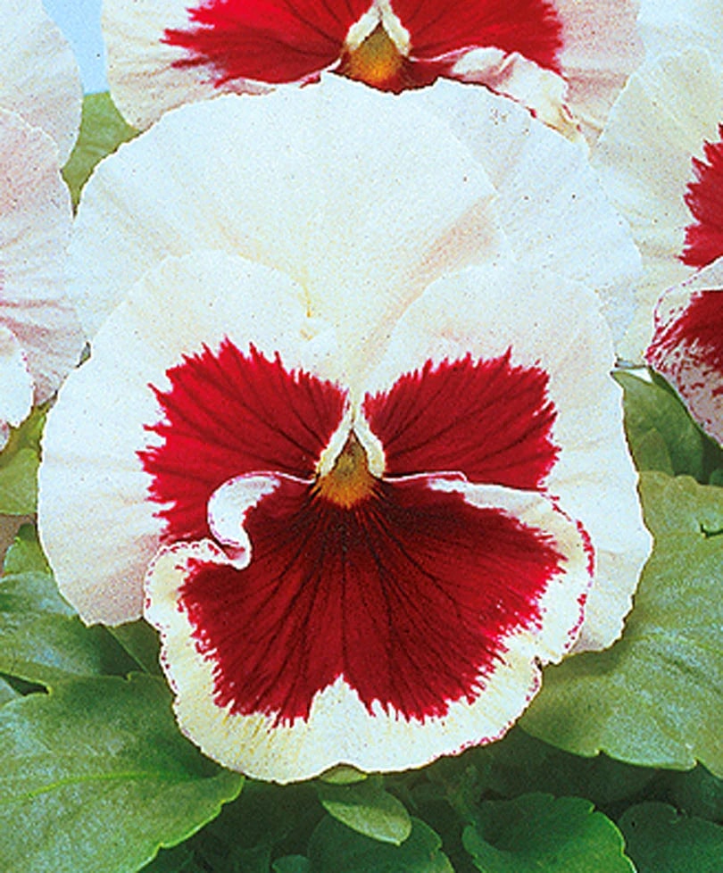 Red White Pansy Flower Seeds for Planting – Heirloom, Non-GMO, Low Maintenance Organic Garden Seeds