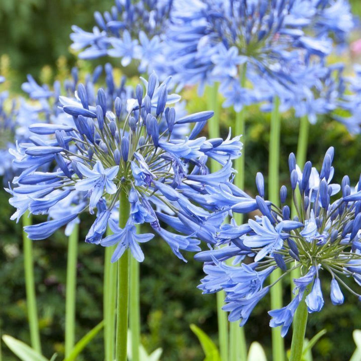 Agapanthus Flower Seeds for Planting – Premium Heirloom Non-GMO Organic Garden Seeds, High Germination