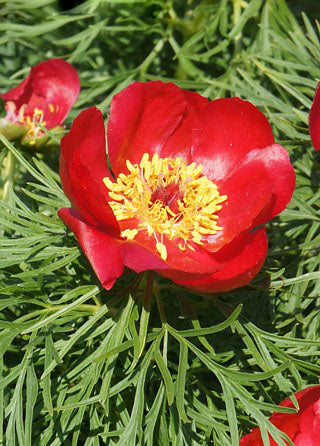 Paeonia Tenuifolia Flower Seeds for Planting – Heirloom Non-GMO, High Germination Organic Garden Seeds