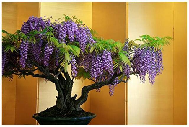 Violet Simsii Bonsai Flower Seeds for Planting - Heirloom, Non-GMO, Organic Garden Seeds, High Germination