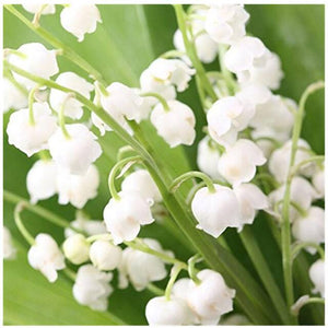 Flower Seeds, Seeds,Seeds For Planting,Plant Seeds