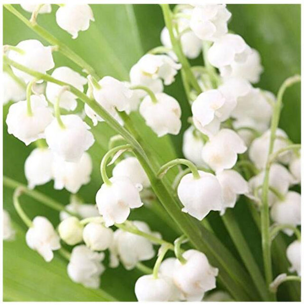 Flower Seeds, Seeds,Seeds For Planting,Plant Seeds
