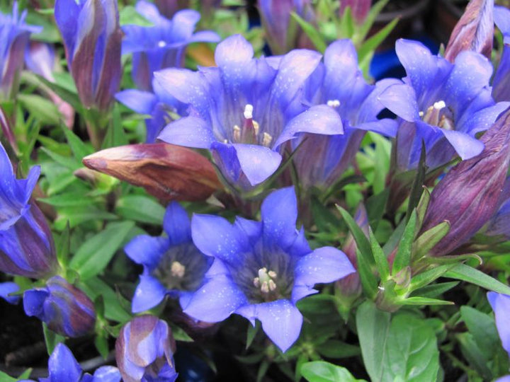 Gentiana Scabra Flower Seeds for Planting – Heirloom, Non-GMO, High Germination Organic Garden Seeds