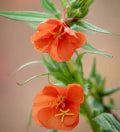 Orange Evening Primrose Flower Seeds for Planting – Heirloom, Non-GMO, High Germination Organic Garden Seeds