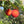 Arbutus Unedo Strawberry Tree seeds – Heirloom, Non-GMO Evergreen Fruit Tree Seeds for Planting
