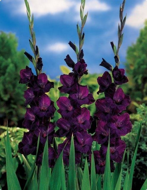 Deep Purple Gladiolus Seeds for Planting – Heirloom, Non-GMO, Pollinator Friendly, High Germination