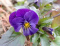 Violet Johnny Flower Seeds for Planting – Heirloom, Non-GMO, High Germination Organic Garden Seeds