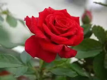 Rose Flower Seeds for Planting – Heirloom, Non-GMO, Long Bloom Season, High Germination