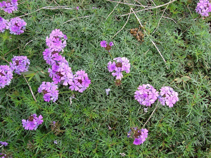 Moss Verbena Flower Seeds for Planting – Compact Growth, Heirloom, Non-GMO, Organic Garden Seeds