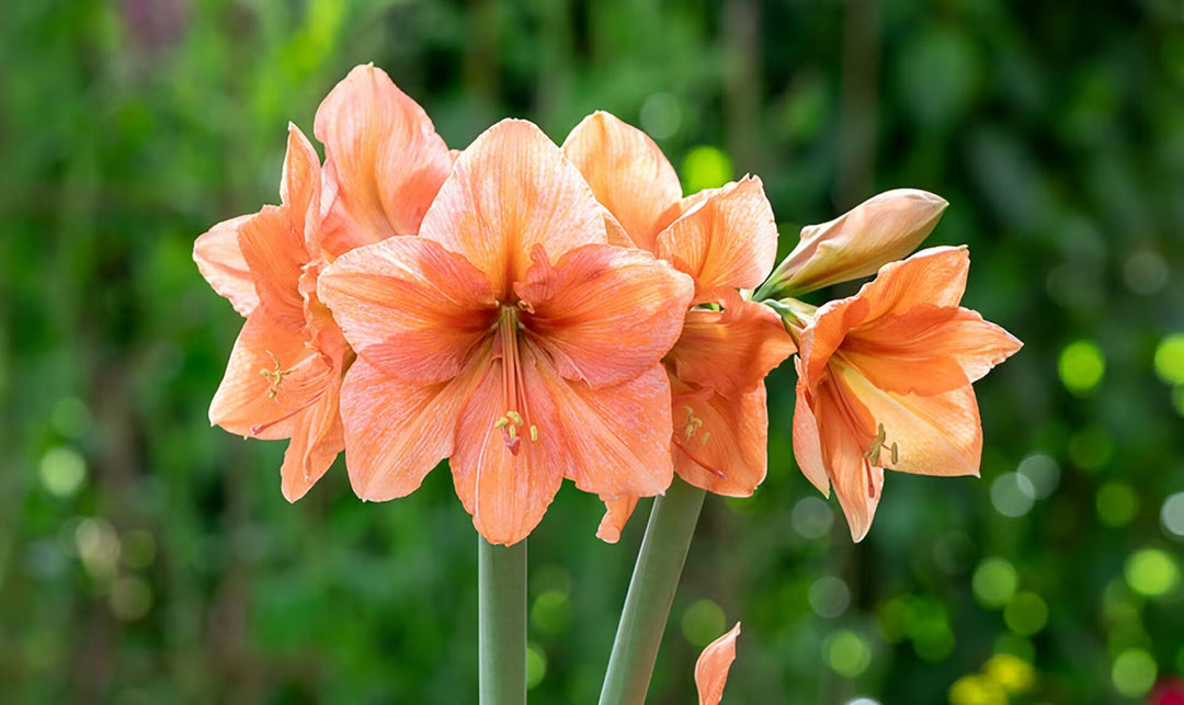Light Orange Amaryllis Barbados Seeds for Planting - Heirloom, Non-GMO, High Germination Organic Garden Seeds