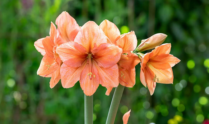 Light Orange Amaryllis Barbados Seeds for Planting - Heirloom, Non-GMO, High Germination Organic Garden Seeds