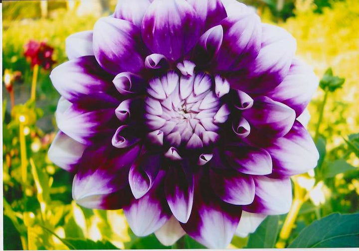 White Violet Dahlia Flower Seeds for Planting – Heirloom, Non-GMO, High Germination Organic Garden Seeds