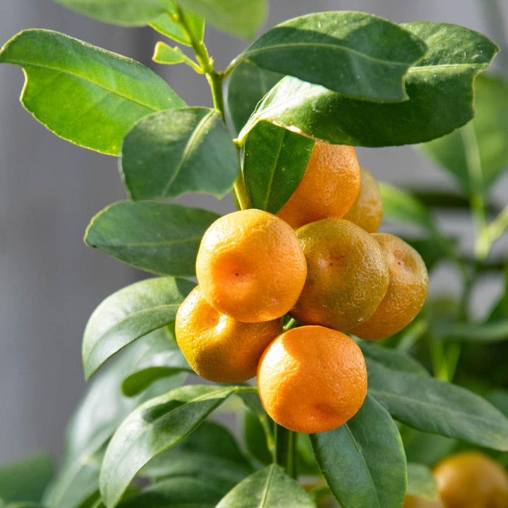 Calamondin Mini Orange Fruit Seeds – Heirloom, Non-GMO Seeds for Patio Citrus Tree Planting