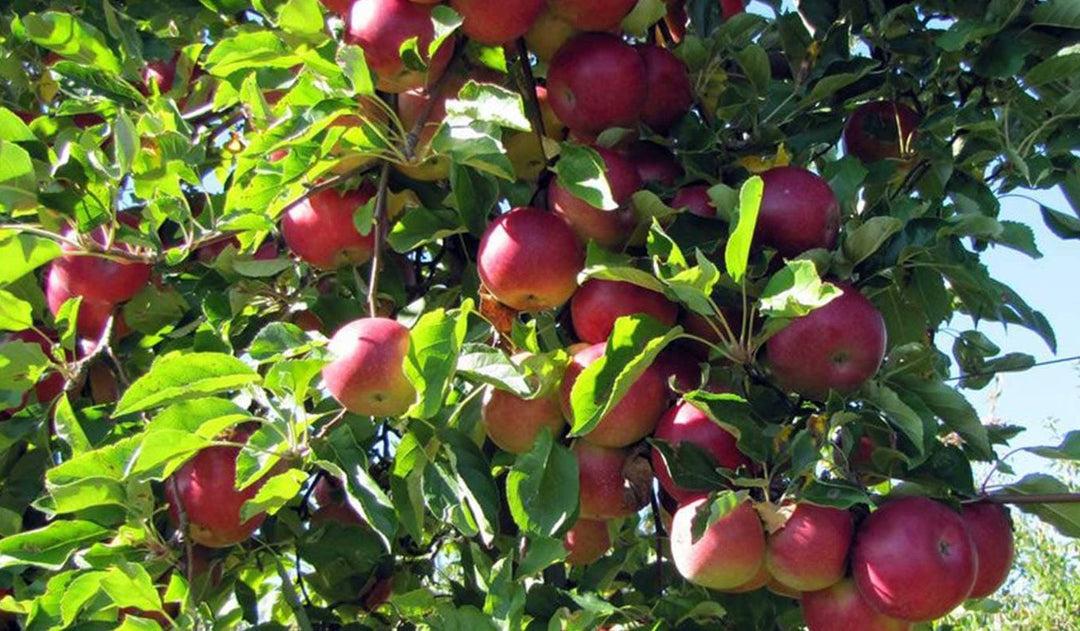 Esopus Spitzenburg Apple fruit seeds for planting - Heirloom & Non-GMO Garden seeds